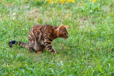 Beautiful young bengal cat in the garden