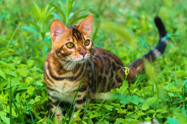 Beautiful Young Bengal Cat Garden — 스톡 사진