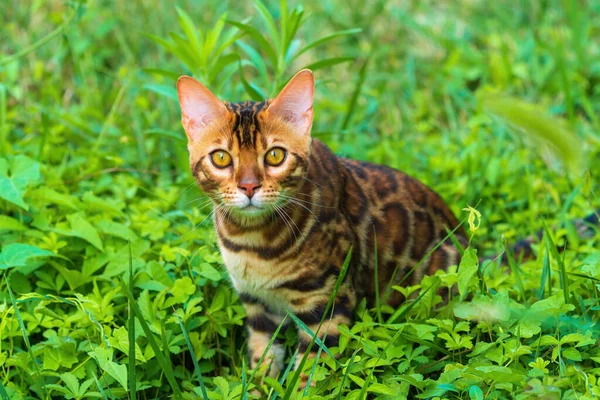 Beautiful Young Bengal Cat Garden — 图库照片