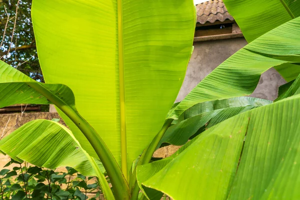 Banana Bush Garden — Foto de Stock
