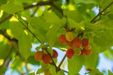 Bir dalda Dogwood meyvesi