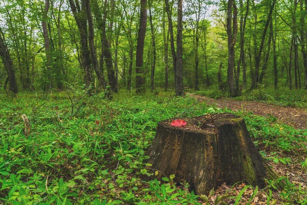 Лишайник Покриті Пень Лісі — стокове фото