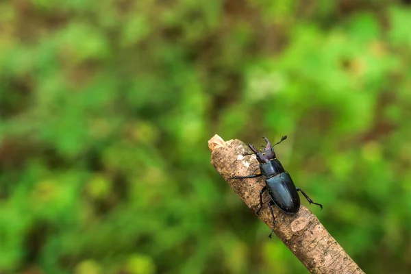 Escarabajo Ciervo Una Rama — Foto de Stock
