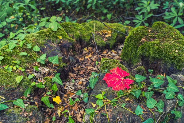 Φθινόπωρο Φόντο Κόκκινο Φύλλο Στο Δάσος — Φωτογραφία Αρχείου