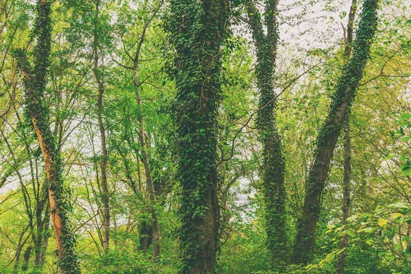 Δέντρο Περιτυλιγμένο Πράσινη Λιάνα — Φωτογραφία Αρχείου