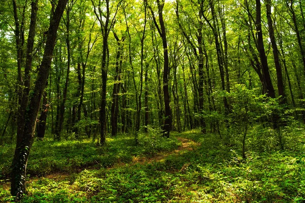Сонячні Промені Через Густі Гілки Дерев Густому Зеленому Лісі — стокове фото