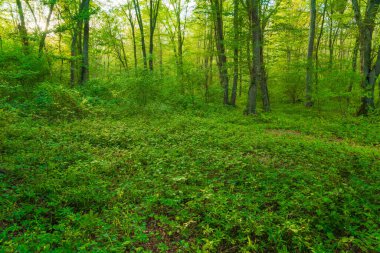 Güzel yeşil yaz ormanı manzarası