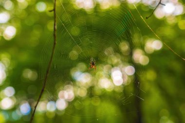 Ormanın içinde bir web örümcek