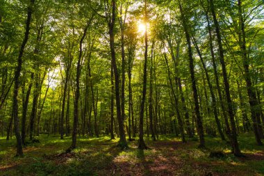 Yoğun yeşil ormanda, sık ağaçların arasından güneş ışıldıyor.