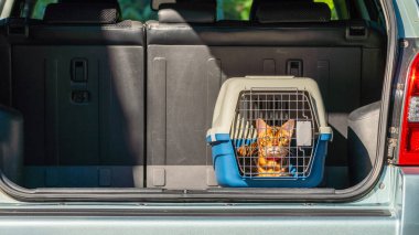 Bir arabanın bagajında kediler için taşıyıcı. Evcil hayvan taşımacılığı