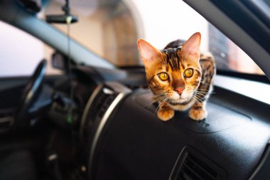 Young bengal cat in the car