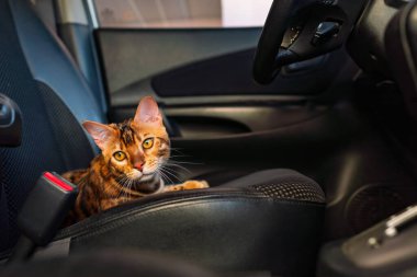 Young bengal cat in the car