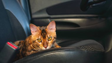 Young bengal cat in the car