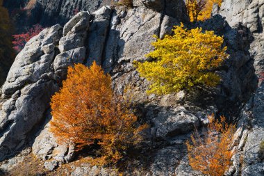 Yellow autumn trees on a mountain slope
