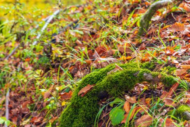 Fluffy green moss on a branch