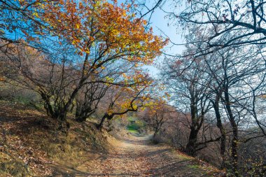 Branches of an old oak tree in autumn