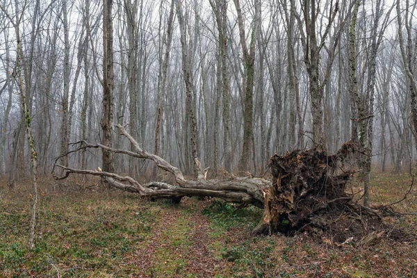 Çıplak Ormanda Devrilmiş Bir Ağaç — Stok fotoğraf