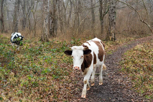 Vaca Floresta Início Primavera — Fotografia de Stock