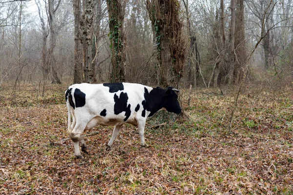 Vaca Bosque Principios Primavera —  Fotos de Stock
