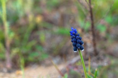 Yeşil tarlada Muscari çiçeği