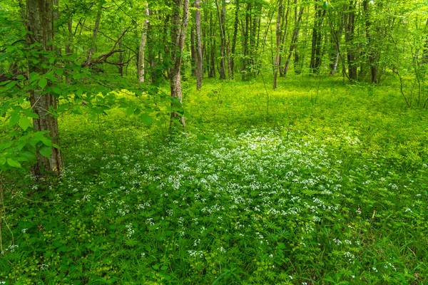 Flores Silvestres Claro Bosque Primavera Verde —  Fotos de Stock