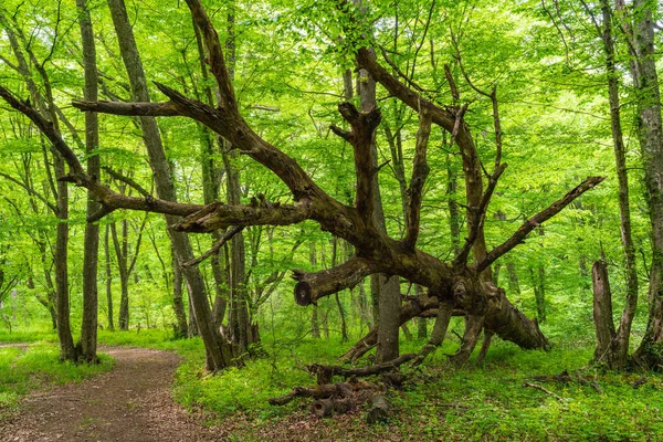 Árbol Caído Bosque Verde —  Fotos de Stock