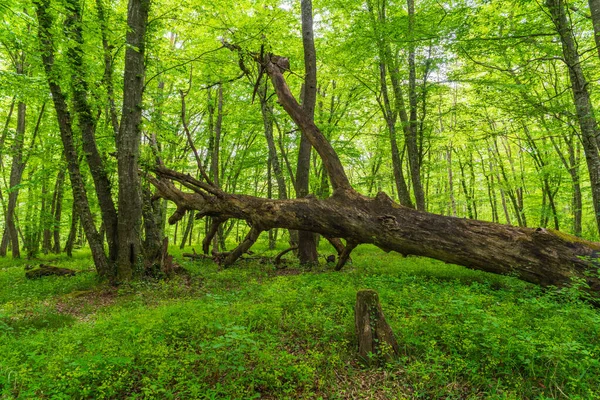 緑の森に倒れた木 — ストック写真