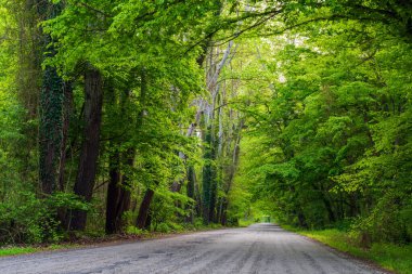 Ormandaki sık yeşil ağaçlar arasında asfalt yol