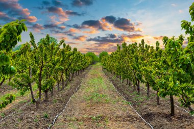Çiftlikteki meyve ağaçları.