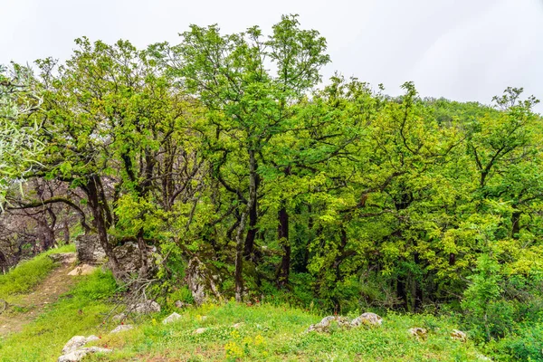 Ancienne Forêt Feuillus Relique Azerbaïdjan — Photo