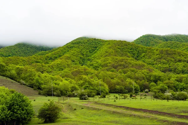 Hory Pokryté Hustou Zelenou Lesní Krajinou — Stock fotografie