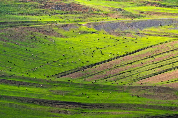 Стадо Овец Пасутся Зеленом Склоне Горы — стоковое фото