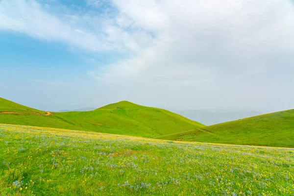 緑の芝生と野生の花で覆われた山の風景 ロイヤリティフリーのストック画像