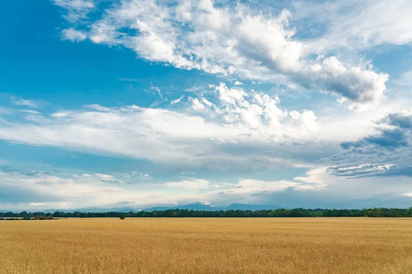 Wheat Field Background Mountain Ranges — Stock Photo, Image