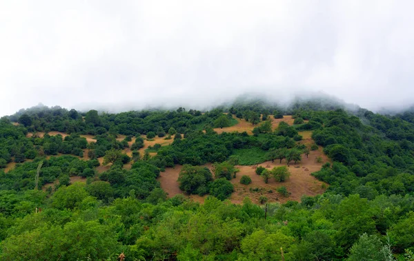 Ağaçlı Sisli Dağ Yamacı — Stok fotoğraf