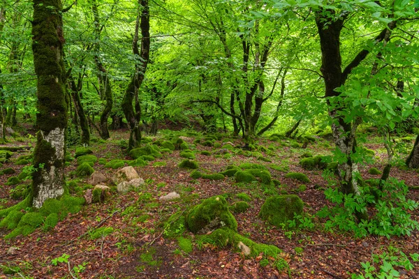 Yeşil Nemli Bir Ormanda Yosun Kaplı Kayalar Stok Fotoğraf