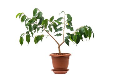 Ficus benjamina beyaz arka planda izole edilmiş bir tencerede.