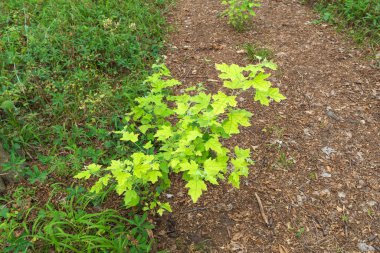 Ormanda parlak yeşil bir ağaç