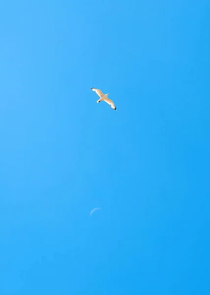 Witte Zeemeeuw Vliegt Blauwe Lucht — Stockfoto