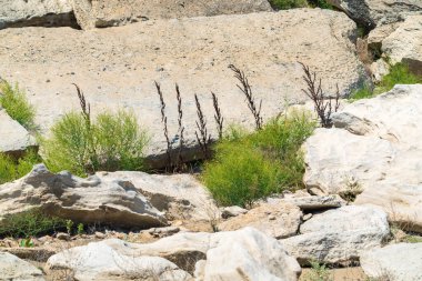 Sıcak çölde bir taşın üzerindeki yeşil bitki hayatta kalır.