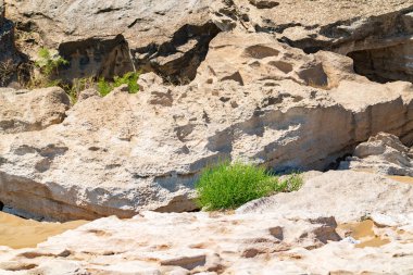 Sıcak çölde yeşil deve dikeni