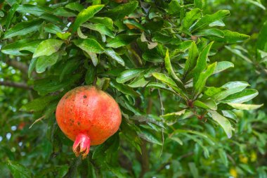 Bahçedeki bir dalda nar meyvesi.