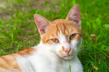 Şirin bir evcil kedinin portresi