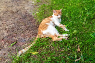 Çimenlerde dinlenen sevimli evcil kedi.