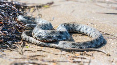Doğal ortamında güzel bir su yılanı