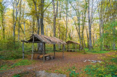 Ormanda dinlenme ve kamp yeri
