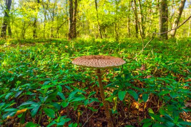 Ormanda Macrolepiota Procera mantarı