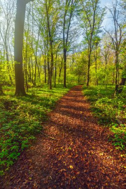 Aydınlık bir sabah ormanında yol