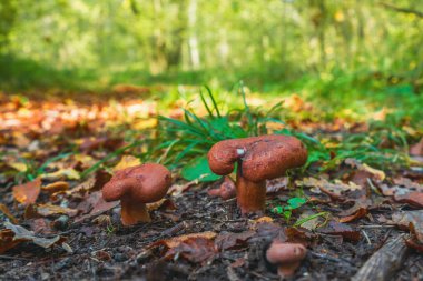 Laktarius Tabidus sonbahar ormanında mantar yiyor.
