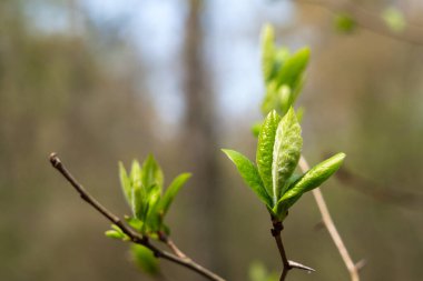 Bir tomurcuktan yaprak Yeni bir hayatın tazeliği